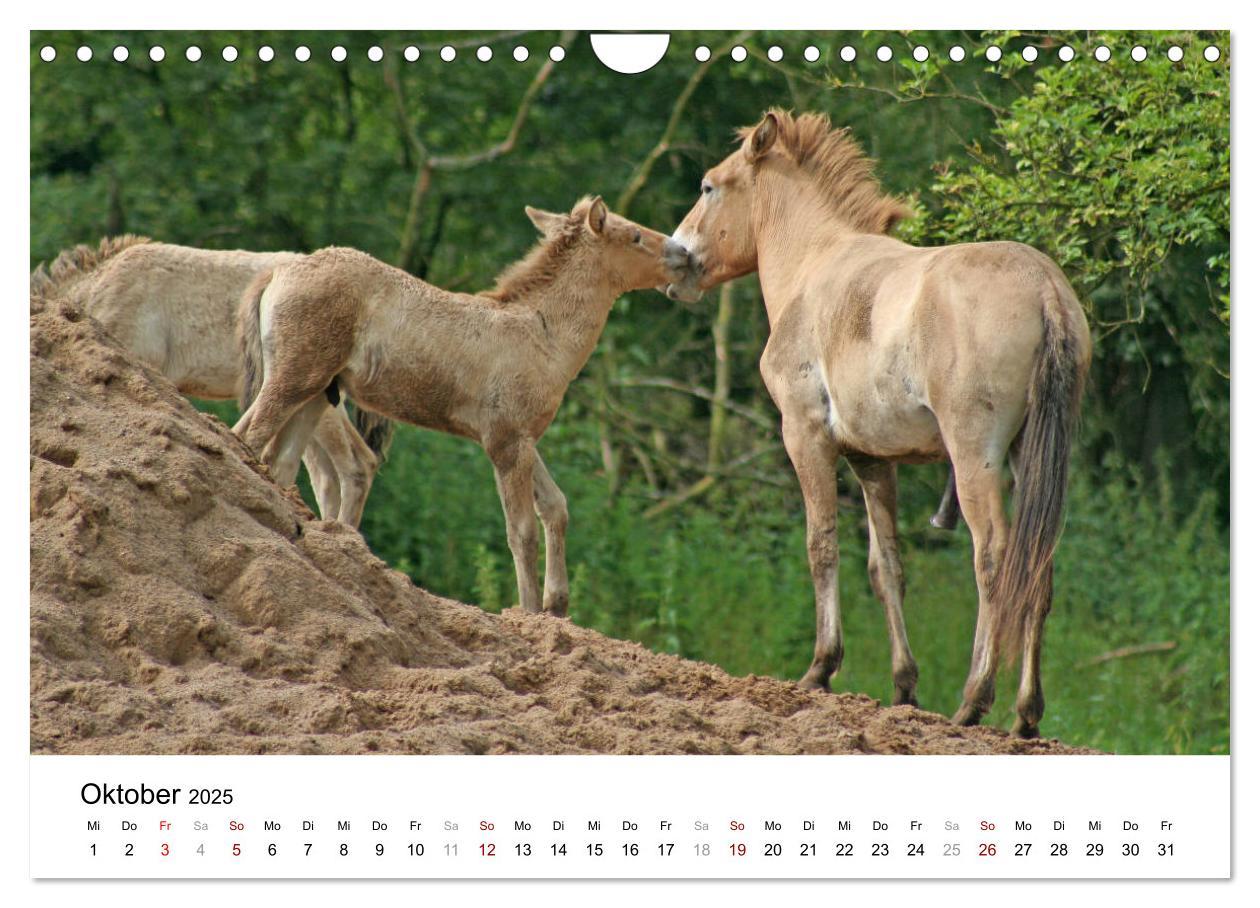 Bild: 9783435342495 | Faszination Przewalski-Pferde (Wandkalender 2025 DIN A4 quer),...