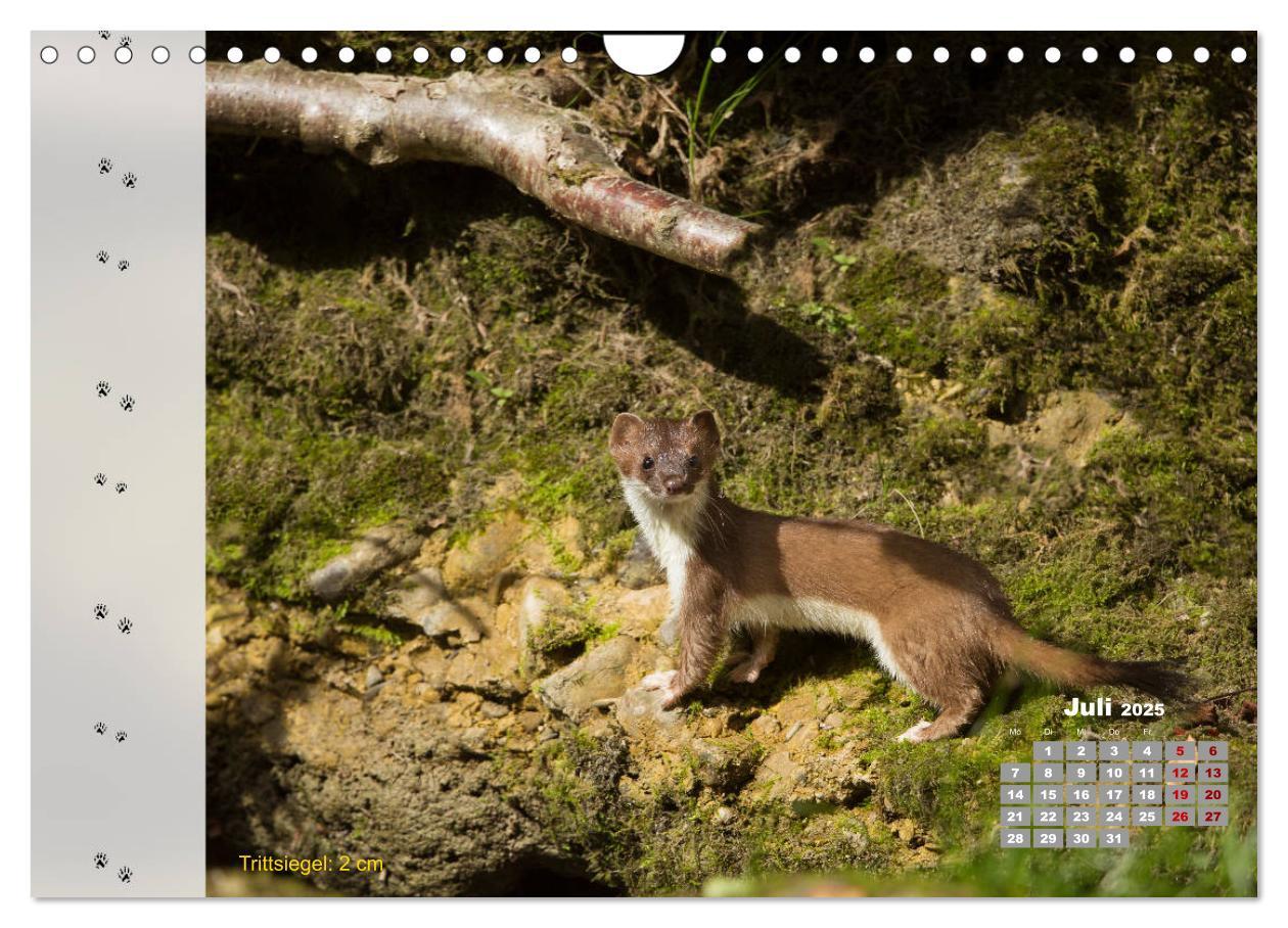 Bild: 9783435384198 | Tierspuren in der Natur (Wandkalender 2025 DIN A4 quer), CALVENDO...