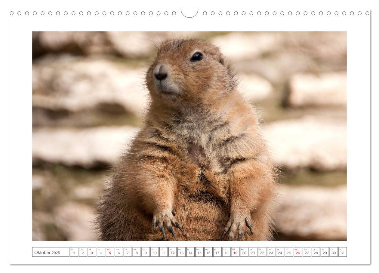 Bild: 9783435503193 | Tiere im Zoo (Wandkalender 2025 DIN A3 quer), CALVENDO Monatskalender