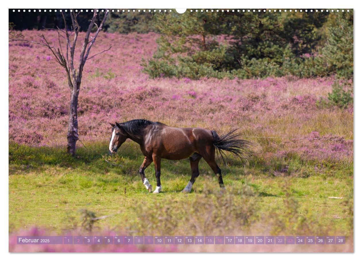 Bild: 9783383831324 | Im Blütenrausch der Lüneburger Heide (Wandkalender 2025 DIN A2...