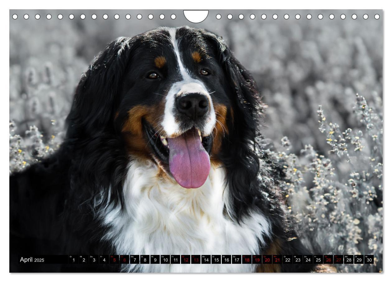 Bild: 9783457182475 | Berner Sennenhunde - Faszinierende Herzensbrecher (Wandkalender...