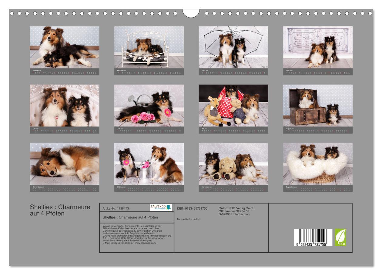 Bild: 9783435731756 | Shelties : Charmeure auf 4 Pfoten (Wandkalender 2025 DIN A3 quer),...