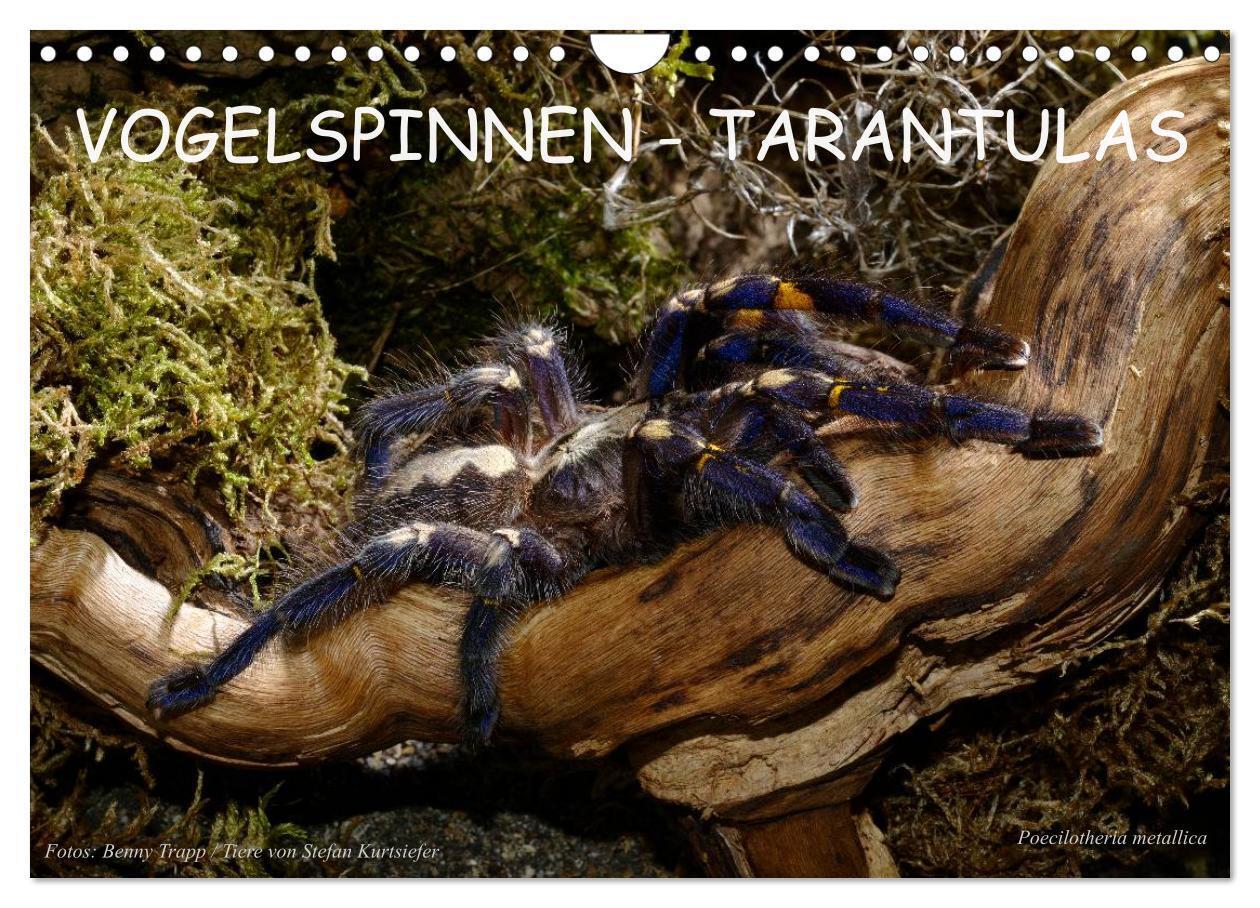 Cover: 9783435776313 | Vogelspinnen - Tarantulas (Wandkalender 2025 DIN A4 quer), CALVENDO...