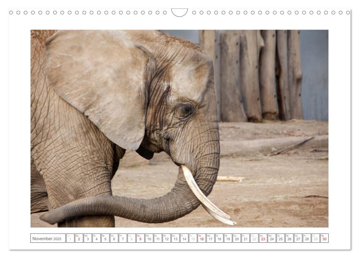 Bild: 9783435503193 | Tiere im Zoo (Wandkalender 2025 DIN A3 quer), CALVENDO Monatskalender