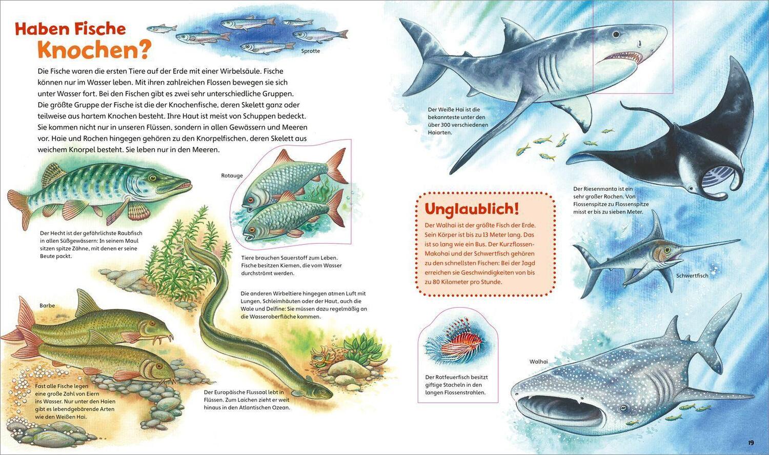 Bild: 9783788677534 | WAS IST WAS Junior Alles lebt! Von klitzeklein bis riesengroß | Buch