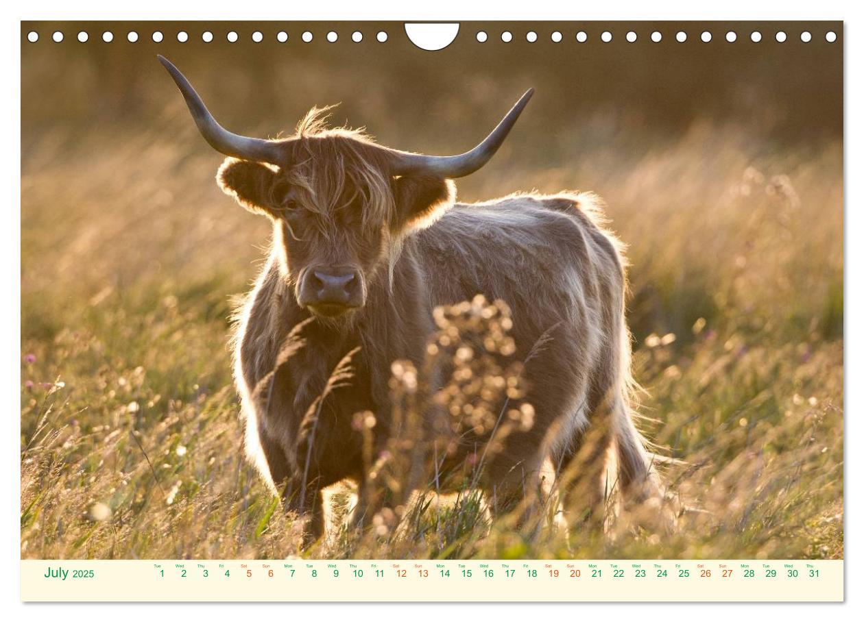 Bild: 9781325956616 | The Hairy Cow Calendar (Wall Calendar 2025 DIN A4 landscape),...