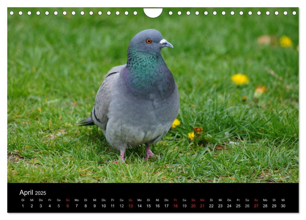 Bild: 9783435816200 | Tauben in der Stadt (Wandkalender 2025 DIN A4 quer), CALVENDO...