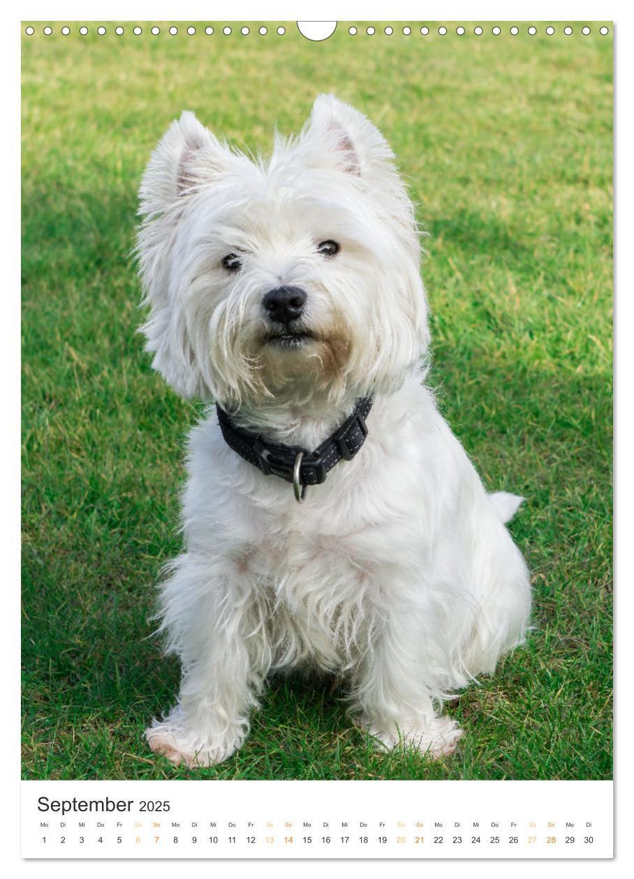 Bild: 9783383796739 | Der Westie - Portrait eines West Highland White Terriers...