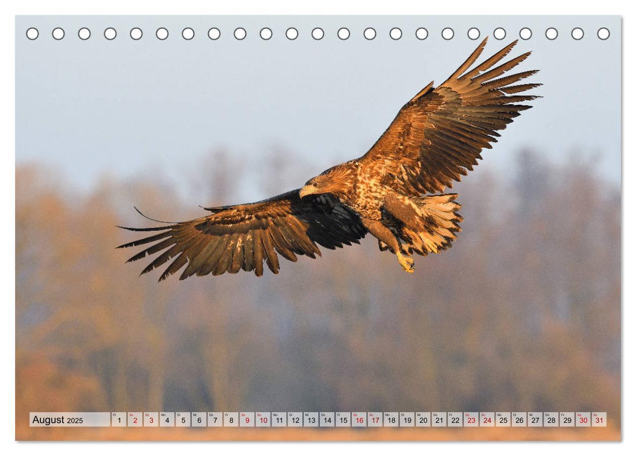 Bild: 9783435229680 | Majestätische Seeadler (Tischkalender 2025 DIN A5 quer), CALVENDO...