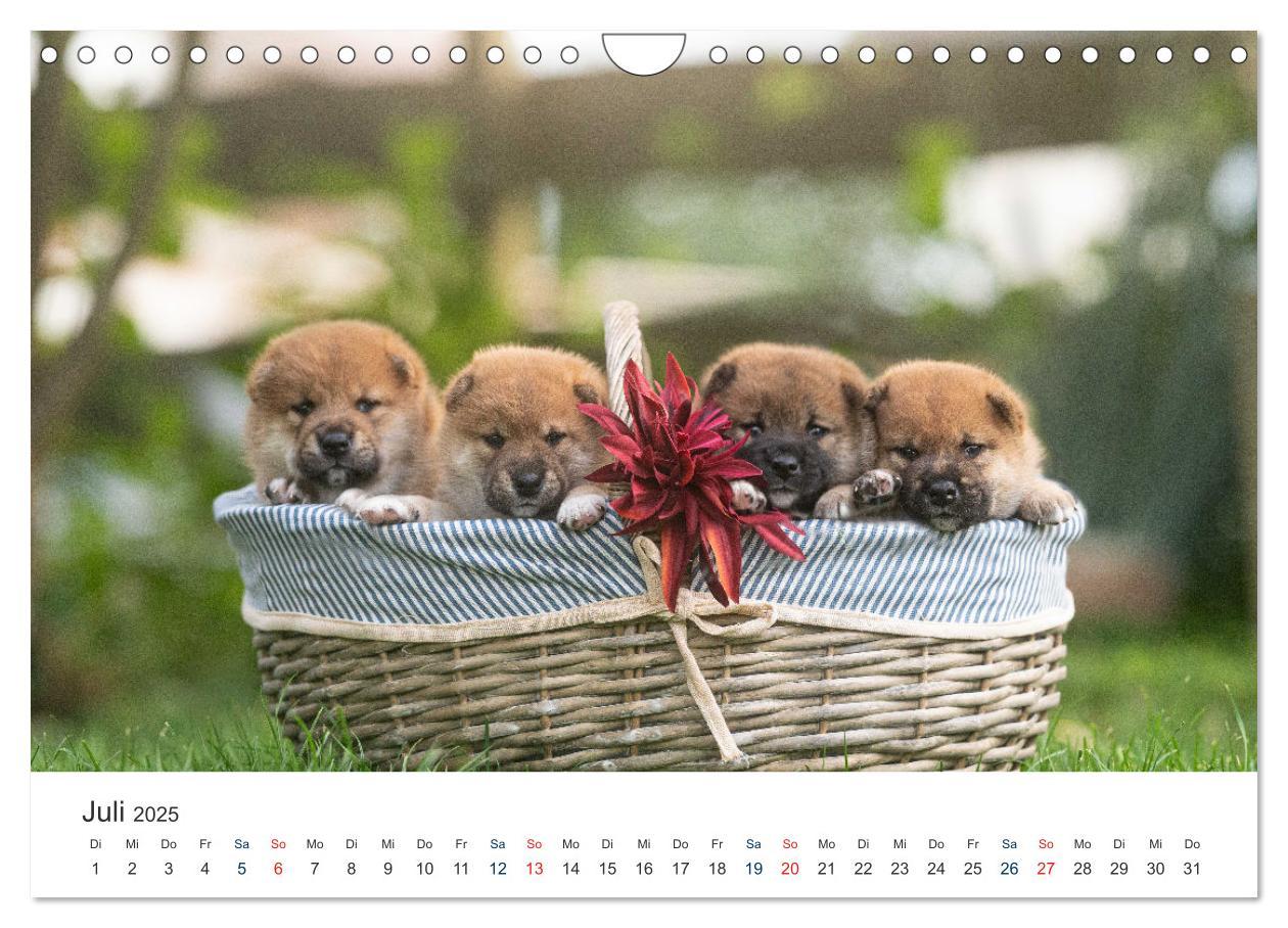 Bild: 9783457234167 | Shiba Inu - mutig, treu, selbstbewusst (Wandkalender 2025 DIN A4...