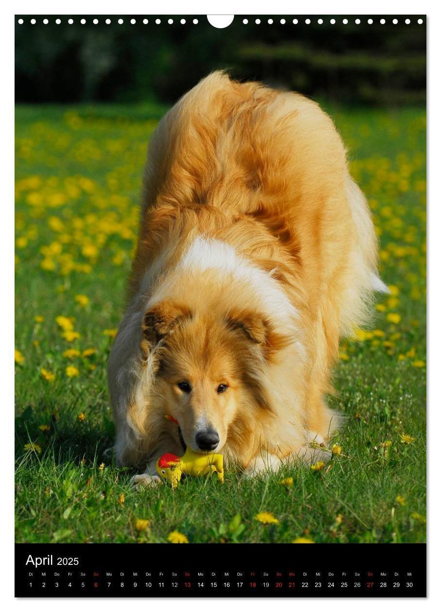 Bild: 9783457072677 | Collie 2025 (Wandkalender 2025 DIN A3 hoch), CALVENDO Monatskalender