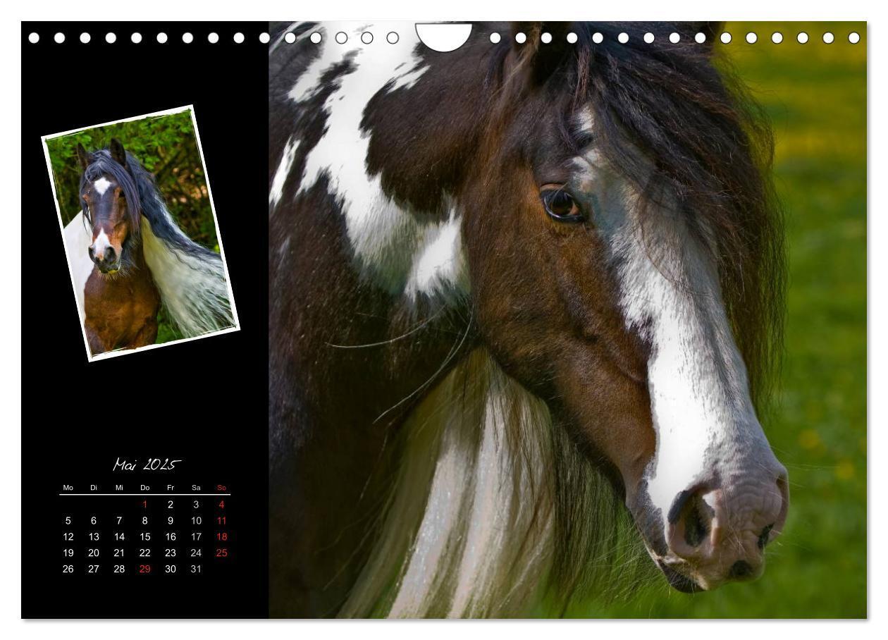 Bild: 9783435748112 | Irish Tinker (Wandkalender 2025 DIN A4 quer), CALVENDO Monatskalender