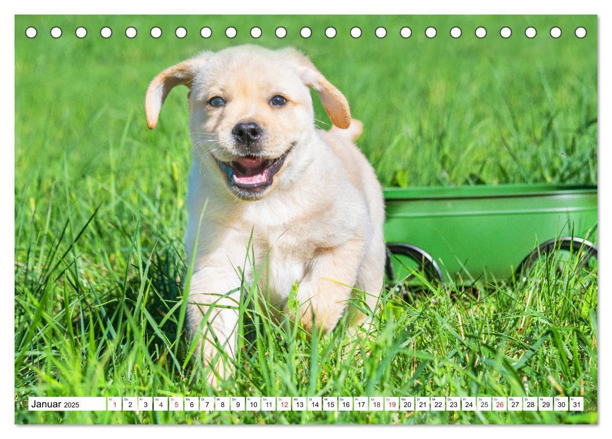 Bild: 9783435210121 | Labrador Retriever Welpen - Kleine Weltentdecker (Tischkalender...