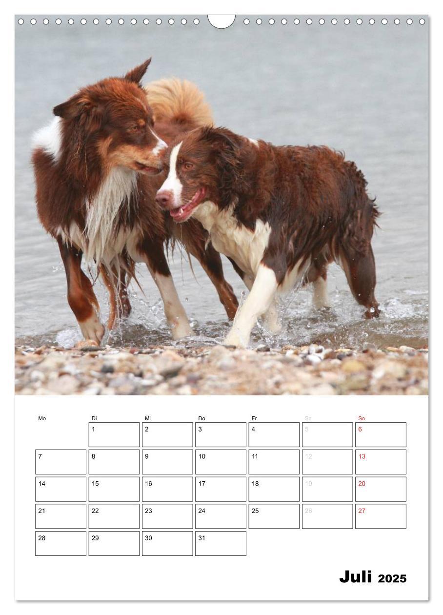 Bild: 9783457080207 | Australian Shepherd (Wandkalender 2025 DIN A3 hoch), CALVENDO...