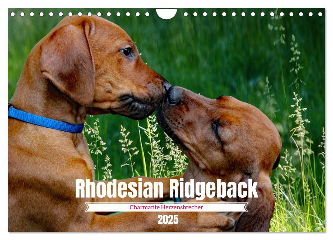 Cover: 9783383939686 | Rhodesian Ridgeback, Charmante Herzensbrecher (Wandkalender 2025...