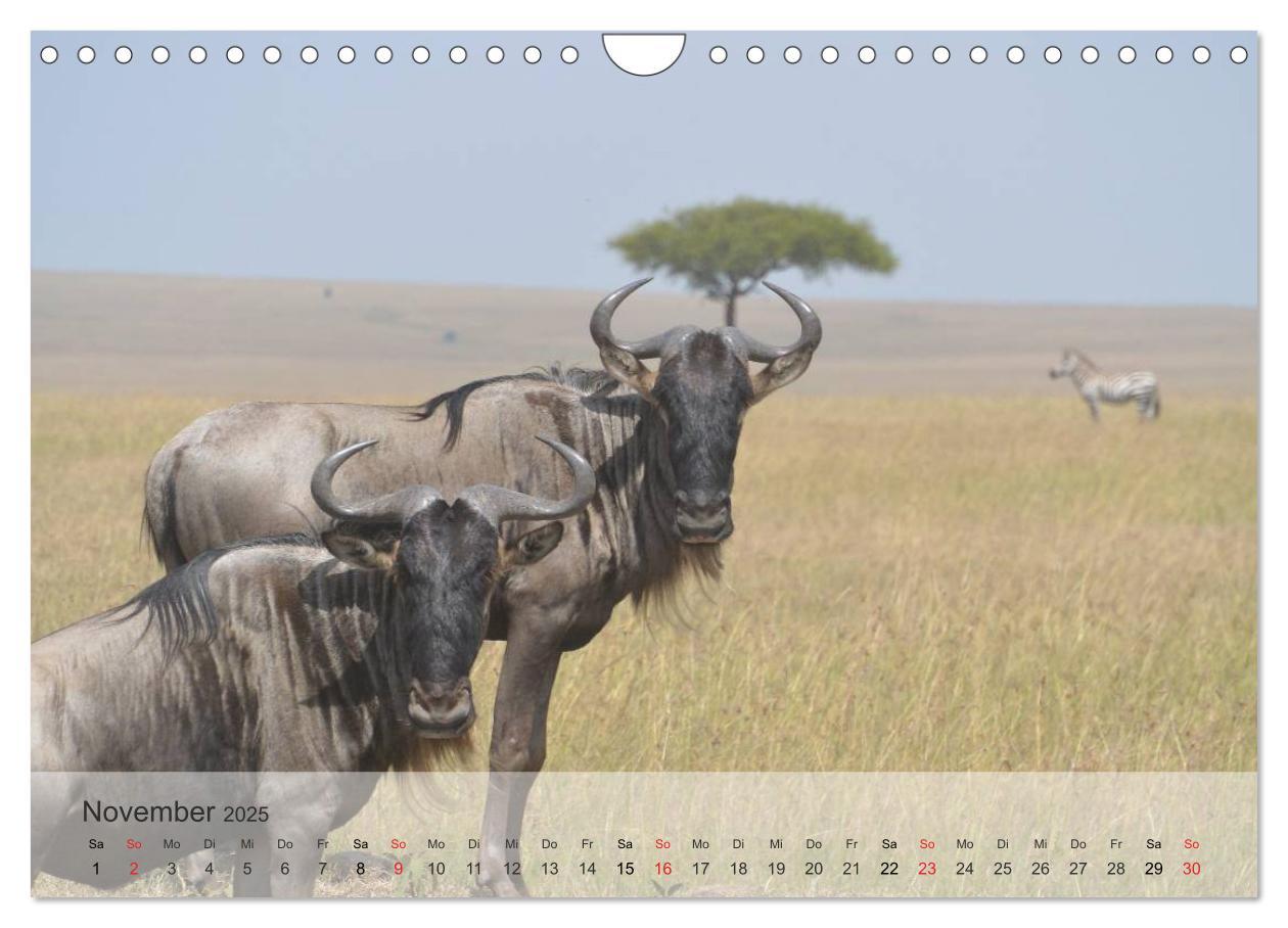 Bild: 9783435606573 | Afrikas schöne Tierwelt (Wandkalender 2025 DIN A4 quer), CALVENDO...