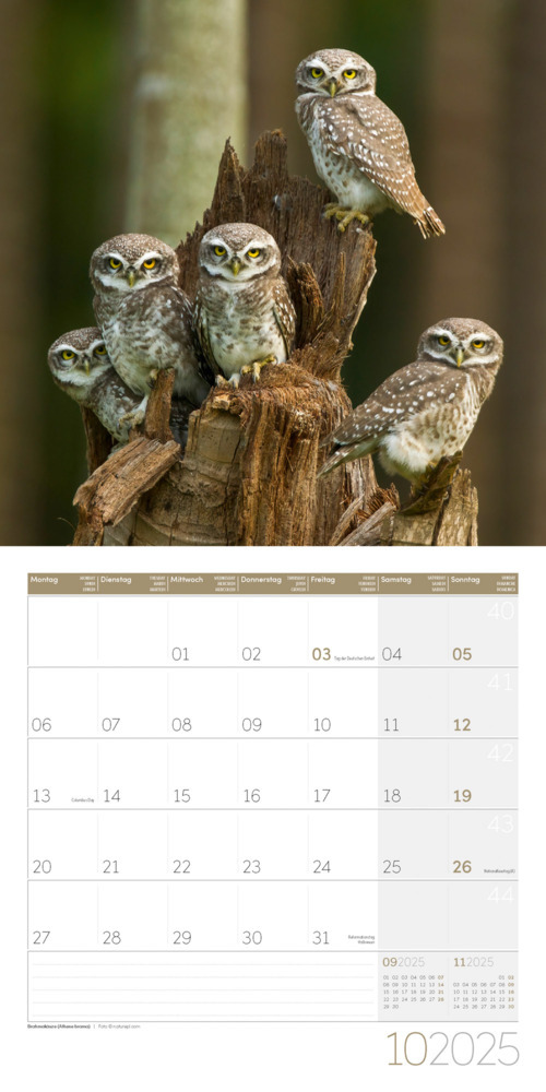 Bild: 9783838445243 | Eulen Kalender 2025 - 30x30 | Ackermann Kunstverlag | Kalender | 28 S.