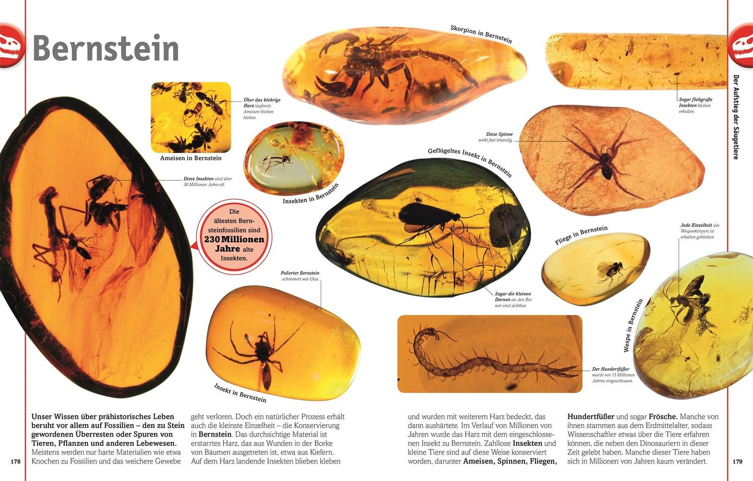 Bild: 9783831035649 | Dinosaurier | Lebewesen und Fossilien der Urzeit in über 1000 Bildern