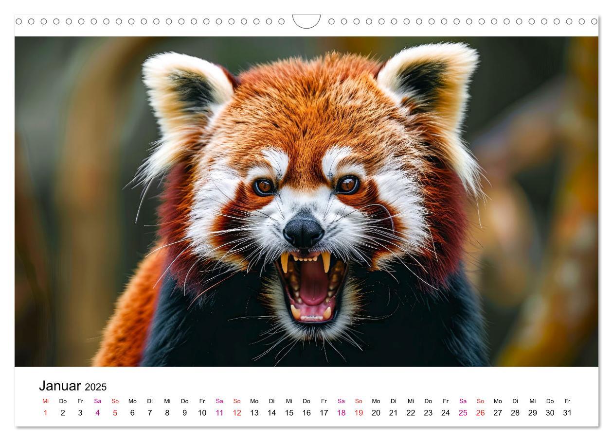 Bild: 9783457137185 | Der Rote Panda (Wandkalender 2025 DIN A3 quer), CALVENDO...