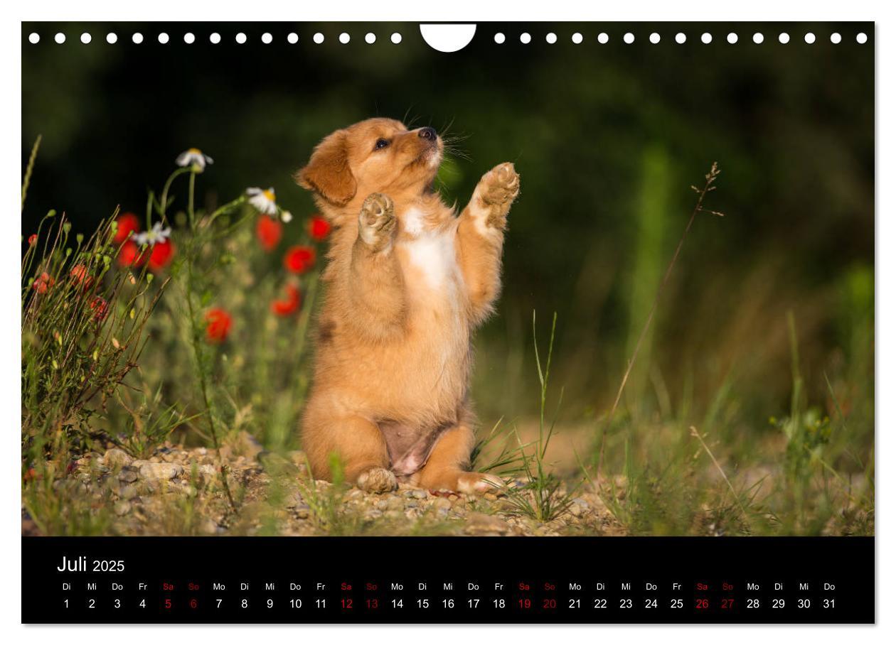 Bild: 9783435392919 | Toller - Nova Scotia Duck Tolling Retriever (Wandkalender 2025 DIN...