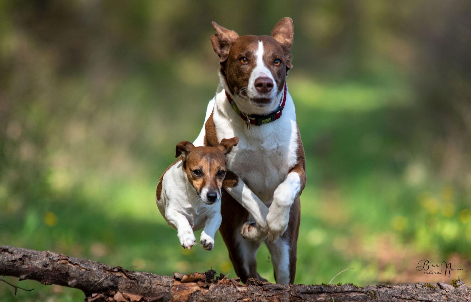 Bild: 9783275023073 | Über 125 Naturheilmittel für den gesunden Hund! | Diana Tiebes | Buch