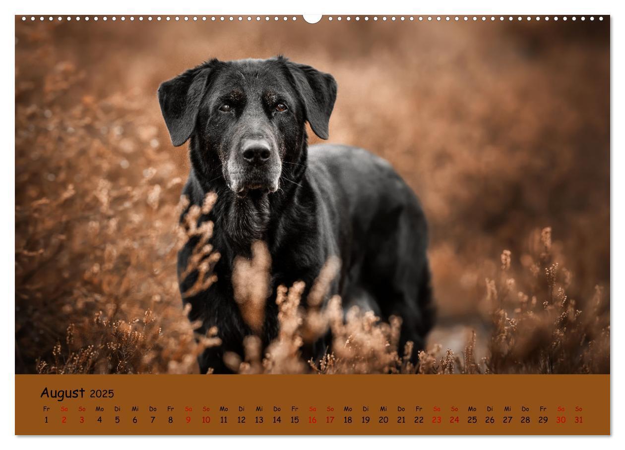 Bild: 9783383959592 | Labrador Retriever - Vielfalt auf Vier Pfoten (Wandkalender 2025...