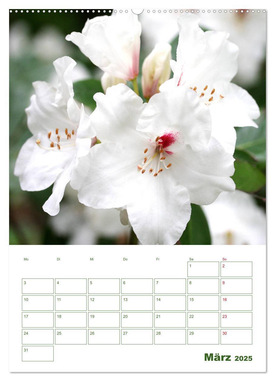 Bild: 9783435965038 | Weiße Blüten im Grünen (Wandkalender 2025 DIN A2 hoch), CALVENDO...