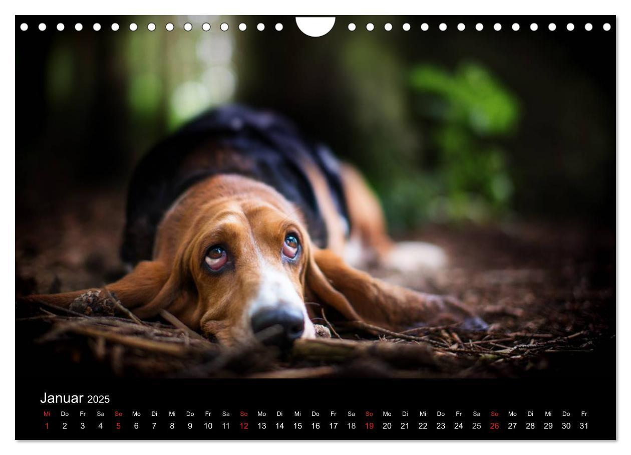 Bild: 9783457183274 | Der Basset, eine LANGE und besondere Liebe (Wandkalender 2025 DIN...