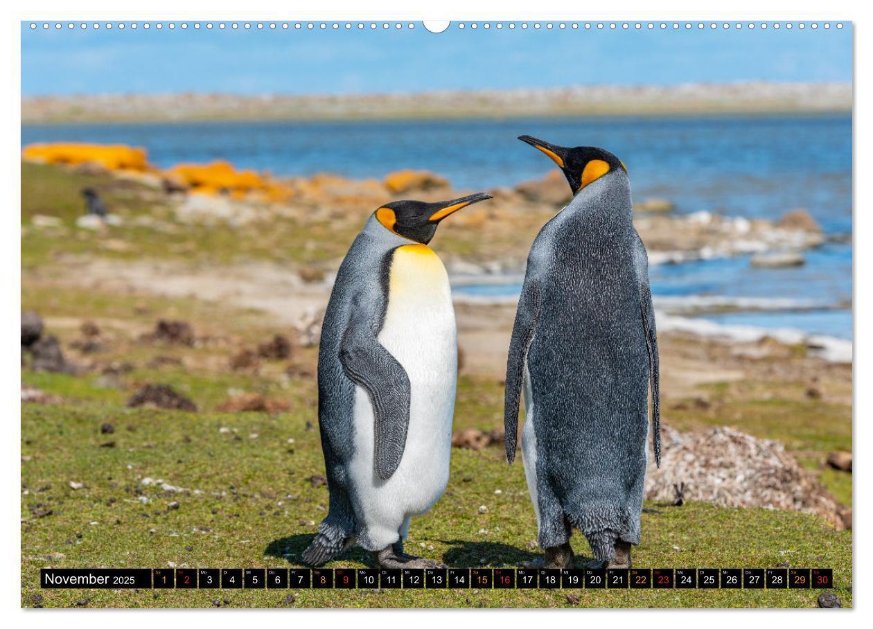 Bild: 9783435077793 | Königspinguine an der Bluff Cove (hochwertiger Premium Wandkalender...