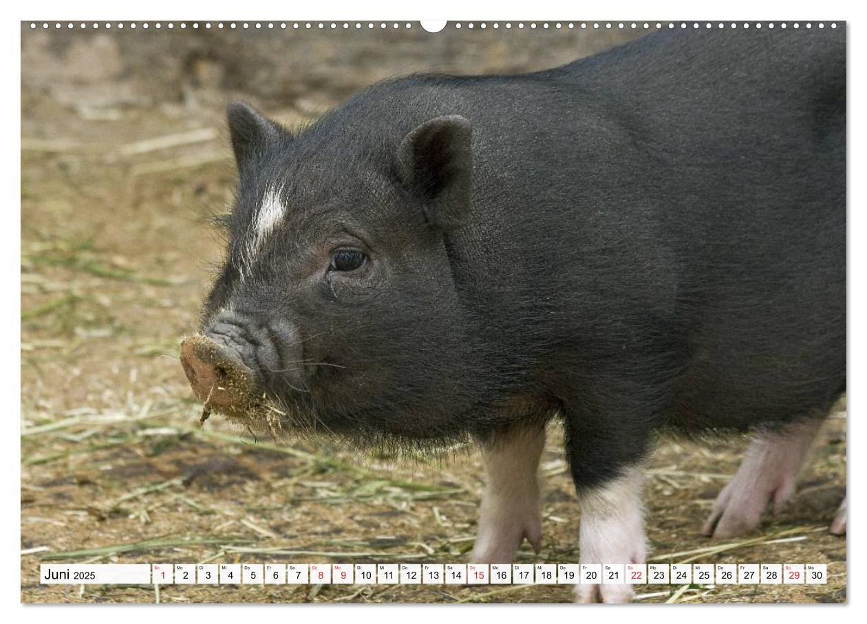 Bild: 9783435601400 | Von Säuen die Schwein haben! (Wandkalender 2025 DIN A2 quer),...