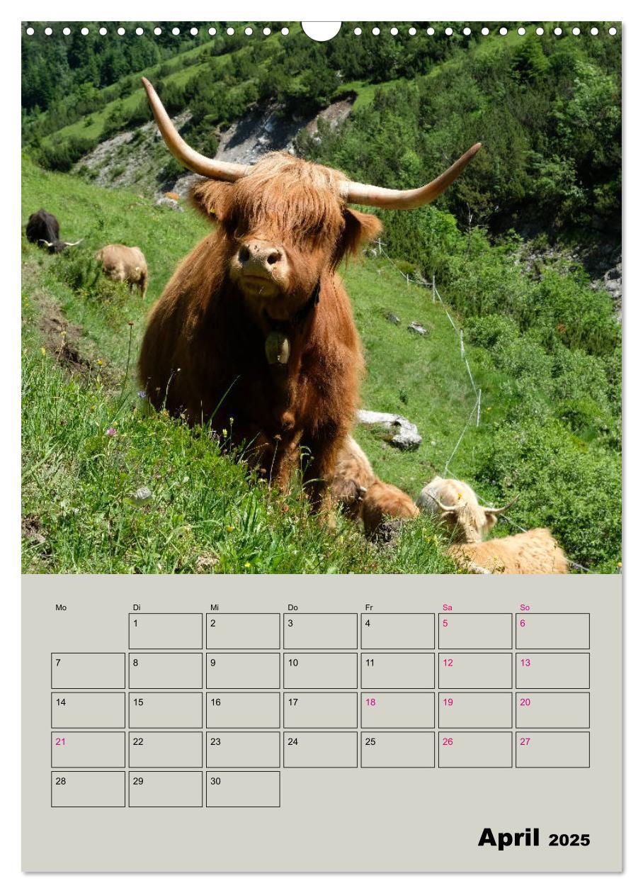 Bild: 9783435970049 | Kuhportraits Hornkühe (Wandkalender 2025 DIN A3 hoch), CALVENDO...