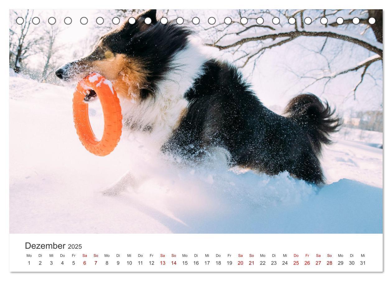 Bild: 9783383916519 | Shelties - Die zuckersüßen Vierbeiner. (Tischkalender 2025 DIN A5...