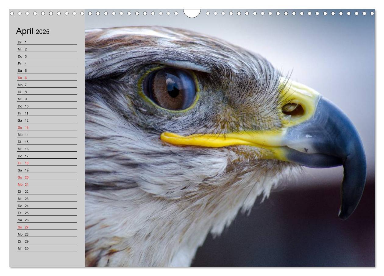 Bild: 9783435549085 | Falken und Greifvögel - Edle Jäger (Wandkalender 2025 DIN A3 quer),...