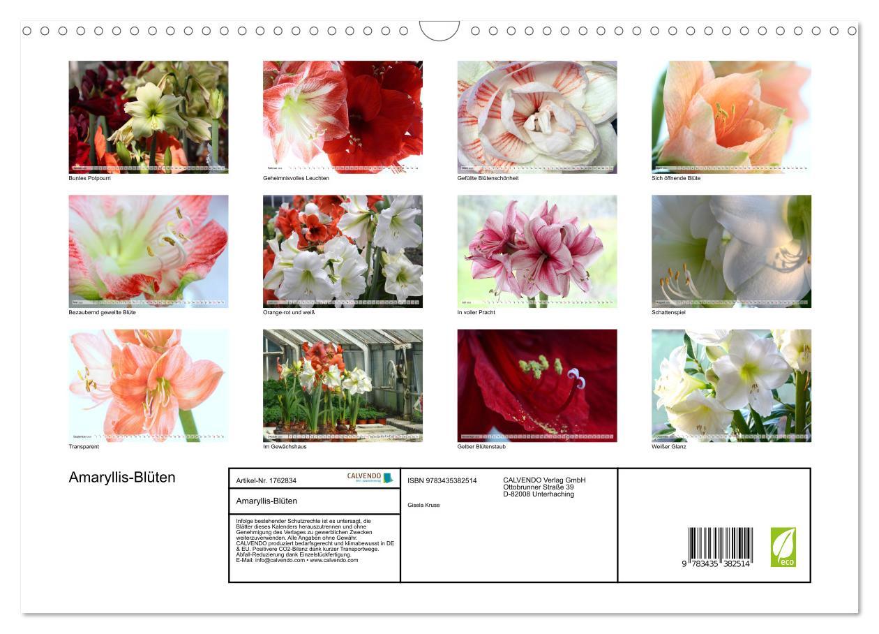 Bild: 9783435382514 | Amaryllis-Blüten (Wandkalender 2025 DIN A3 quer), CALVENDO...