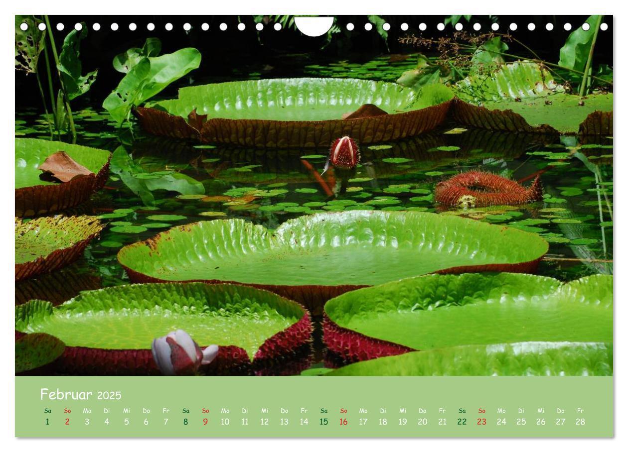 Bild: 9783435658541 | Am Amazonas (Wandkalender 2025 DIN A4 quer), CALVENDO Monatskalender