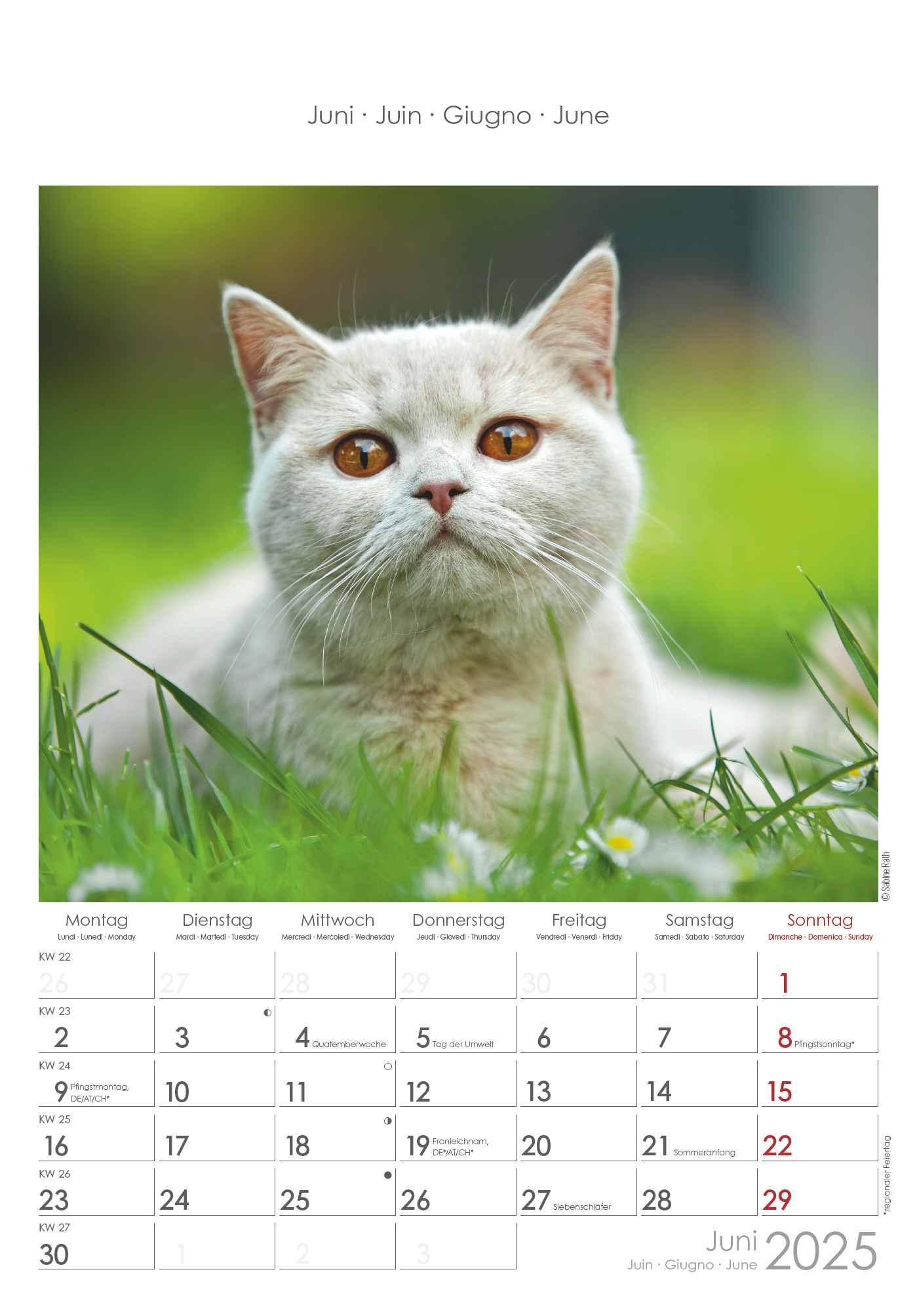 Bild: 4251732341015 | Katzen 2025 - Bildkalender 23,7x34 cm - Kalender mit Platz für...