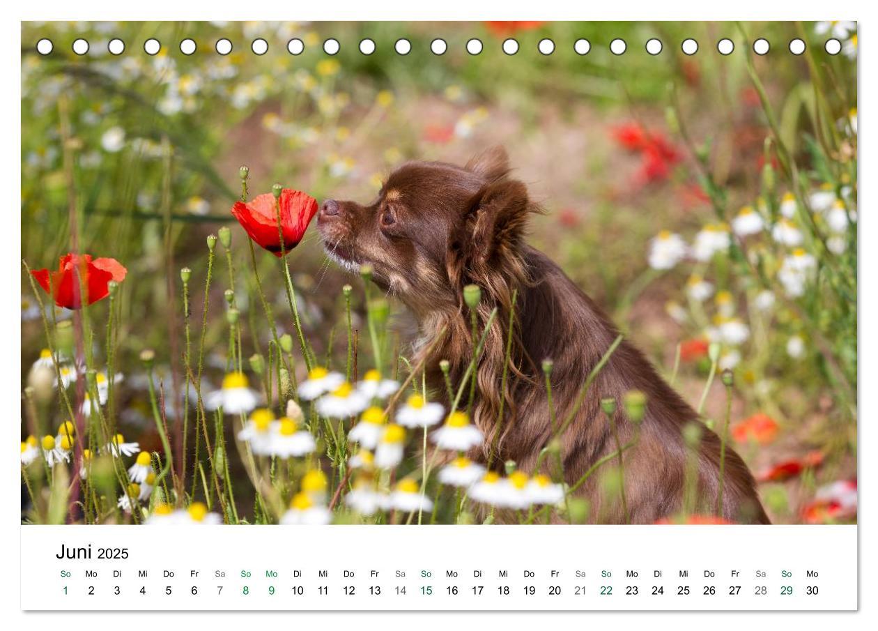 Bild: 9783435771080 | Chihuahuas - kleine Herzensbrecher (Tischkalender 2025 DIN A5...