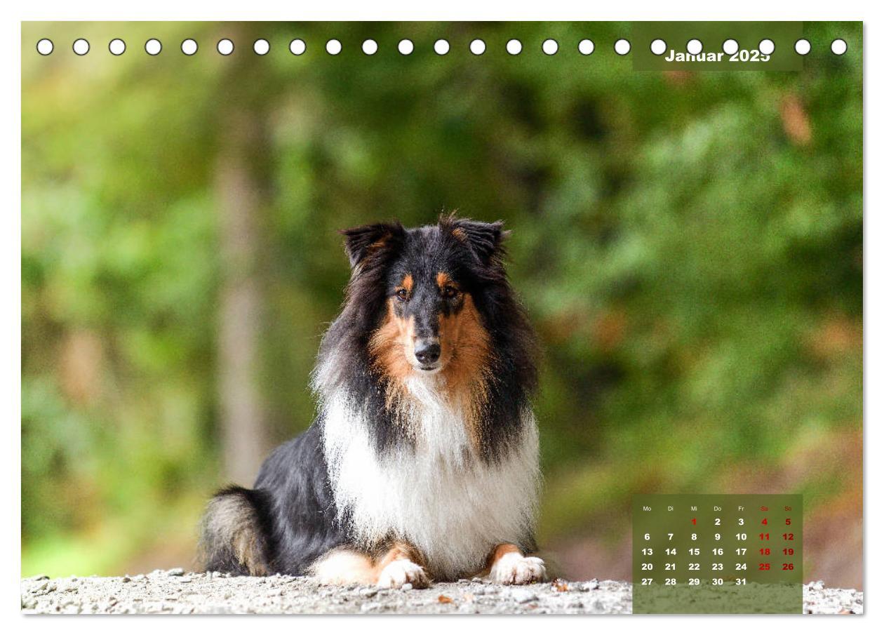 Bild: 9783435110179 | Typisch Collie (Tischkalender 2025 DIN A5 quer), CALVENDO...