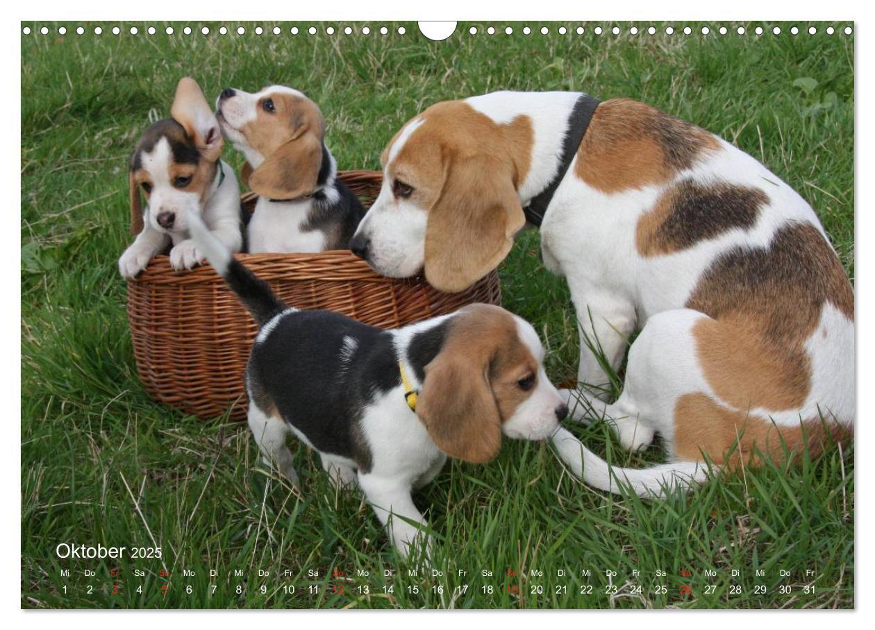 Bild: 9783435746569 | Beagle (Wandkalender 2025 DIN A3 quer), CALVENDO Monatskalender | Berg