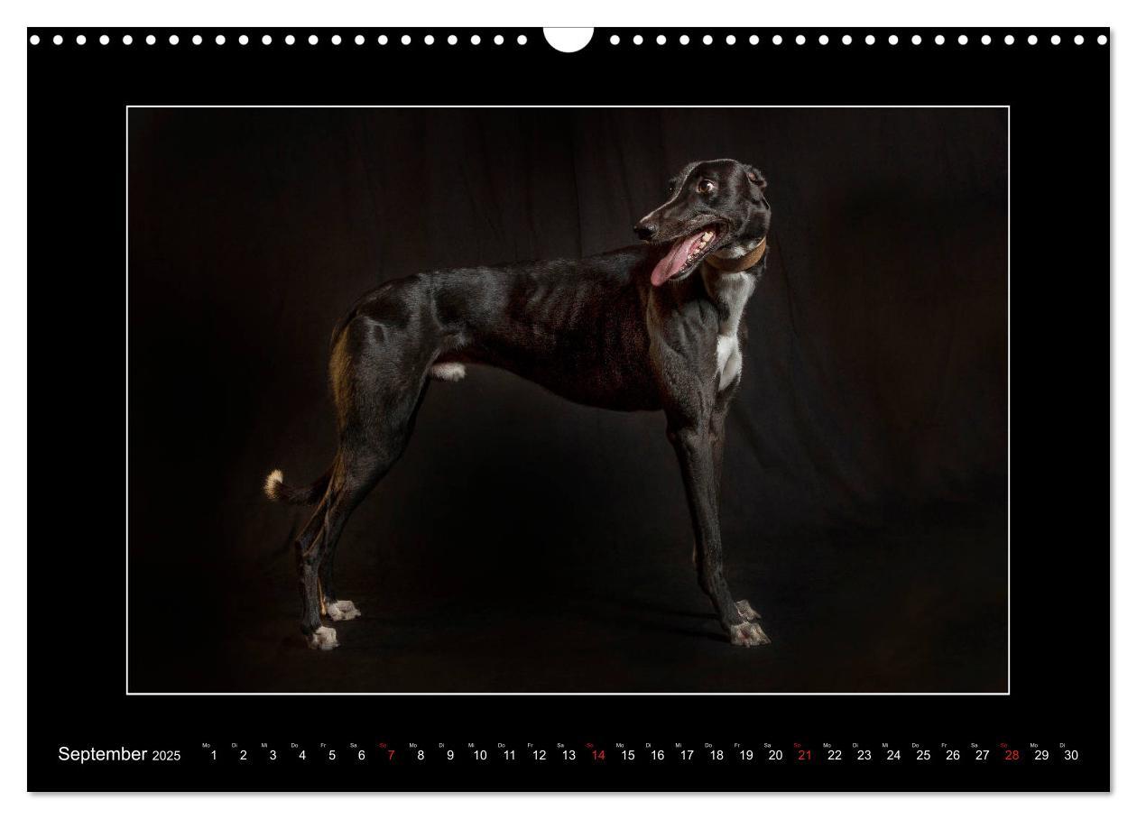 Bild: 9783435177226 | Windhunde - Schnelle Schönheiten (Wandkalender 2025 DIN A3 quer),...