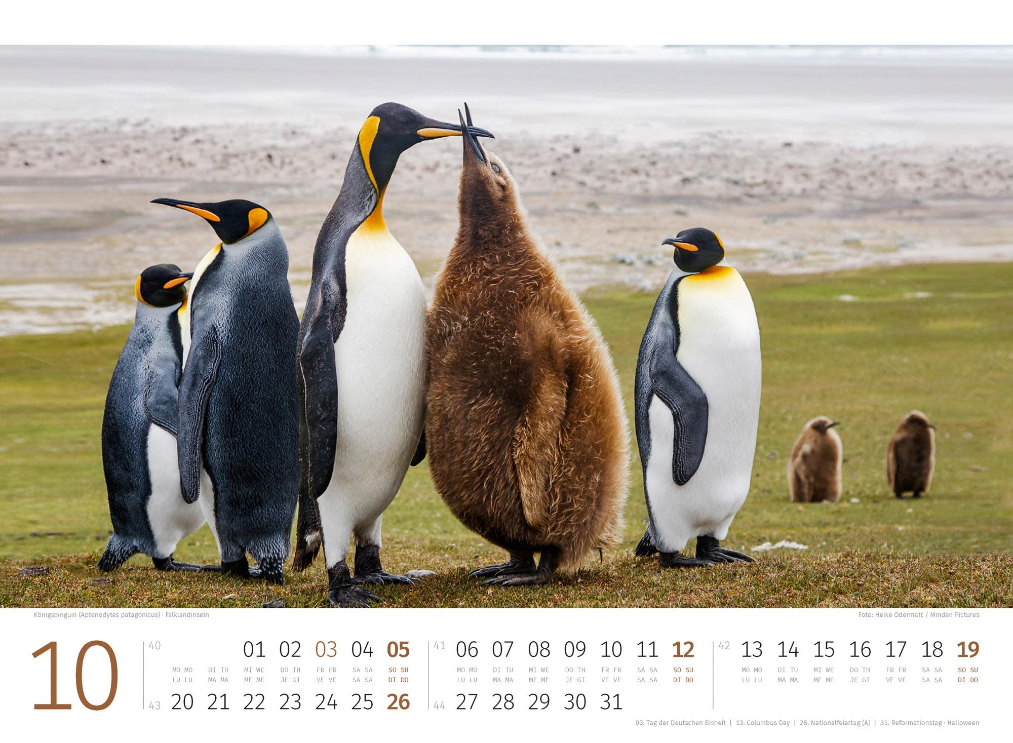 Bild: 9783838425894 | Pinguine Kalender 2025 | Ackermann Kunstverlag | Kalender | 14 S.