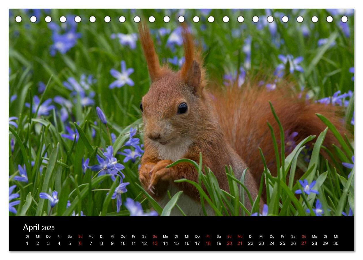 Bild: 9783435669271 | Mit dem Eichhörnchen durchs Jahr (Tischkalender 2025 DIN A5 quer),...