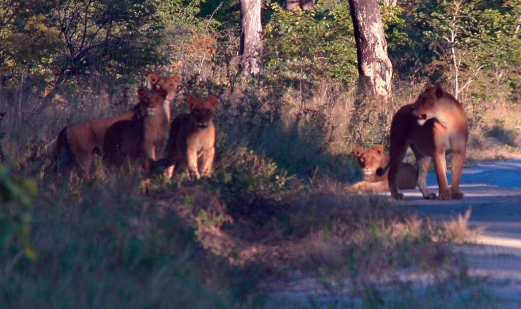 Bild: 9783981504217 | Abenteuer Afrika! | Wüste, Pisten, Dschungel... | Schopbach (u. a.)