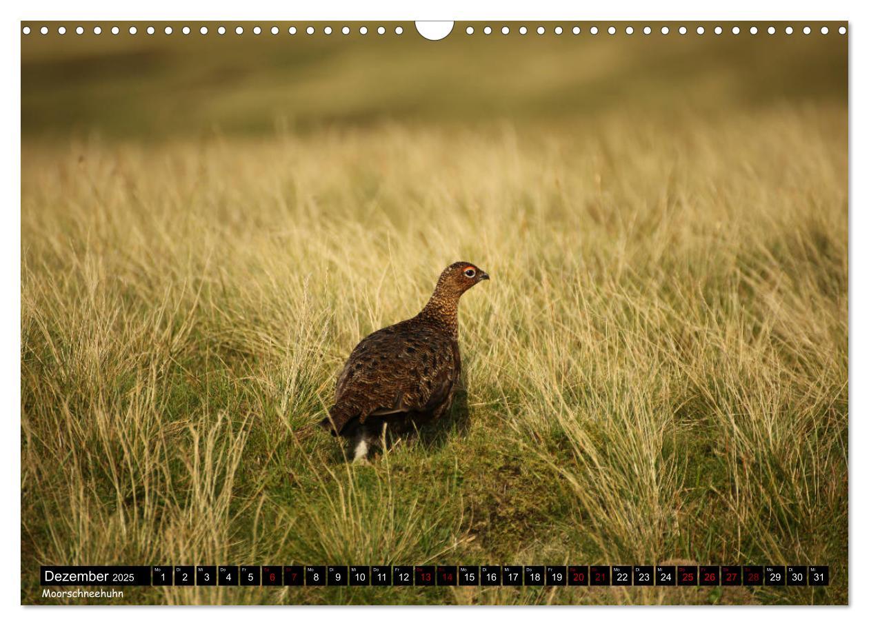 Bild: 9783435201549 | Traumhafte Yorkshire Dales (Wandkalender 2025 DIN A3 quer),...