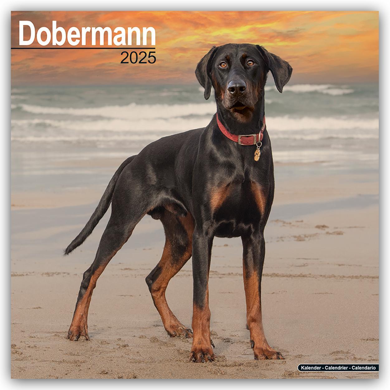 Cover: 9781804603376 | Dobermann 2025 - 16-Monatskalender | Avonside Publishing Ltd | 13 S.