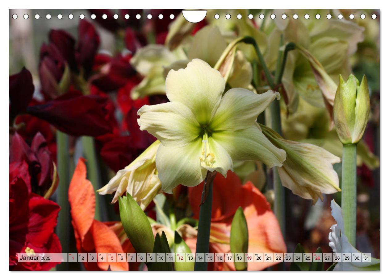 Bild: 9783435382958 | Amaryllis-Blüten (Wandkalender 2025 DIN A4 quer), CALVENDO...