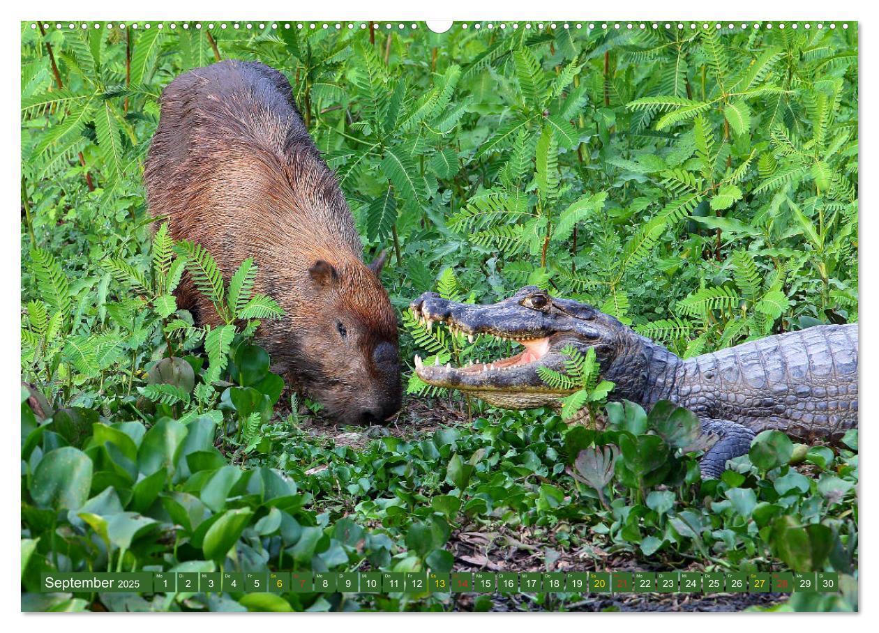 Bild: 9783435262519 | Tierparadies Pantanal (Wandkalender 2025 DIN A2 quer), CALVENDO...