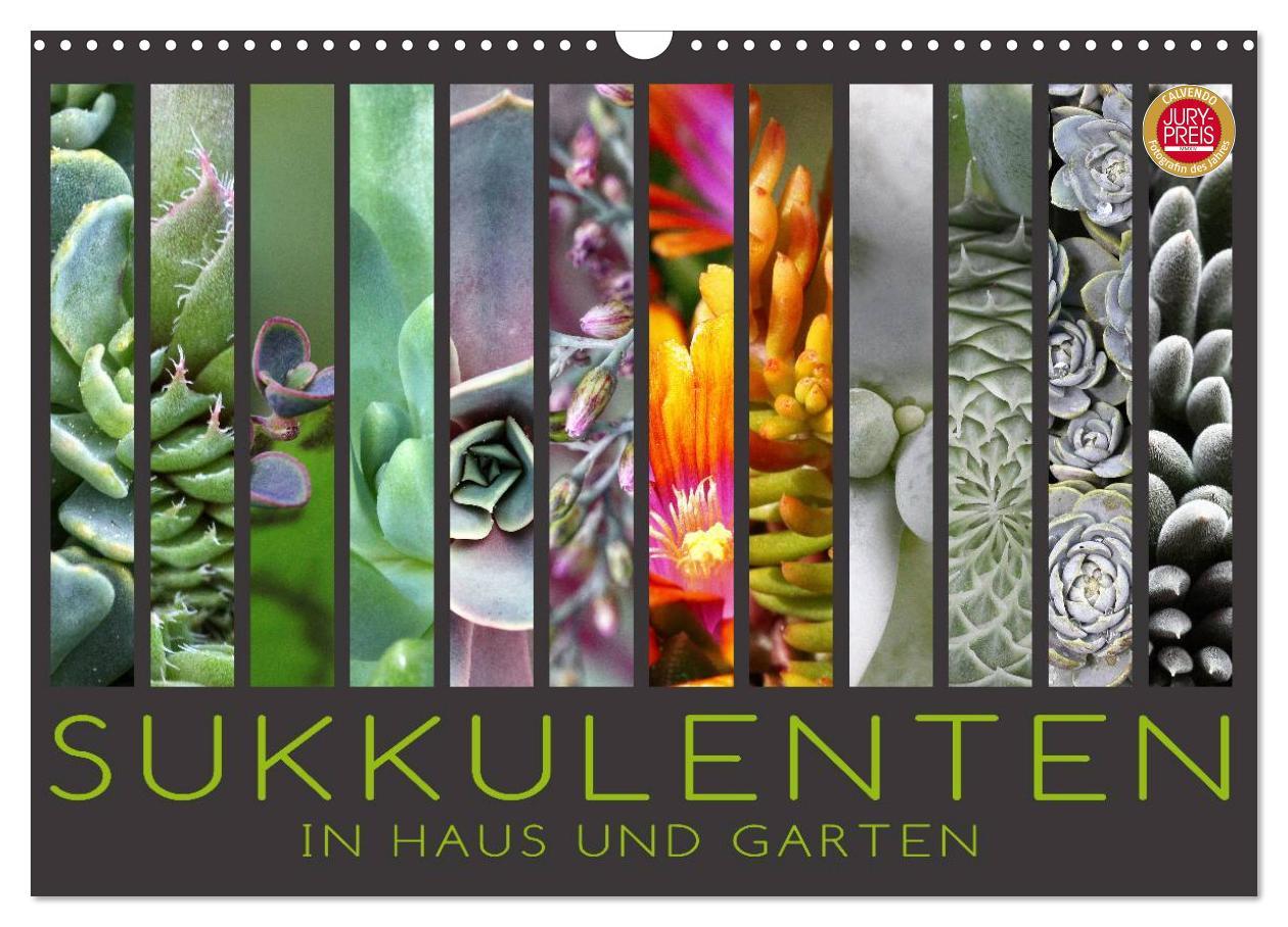 Cover: 9783435590407 | Sukkulenten in Haus und Garten (Wandkalender 2025 DIN A3 quer),...