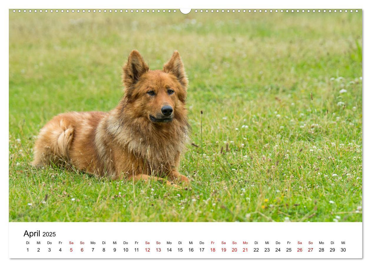 Bild: 9783435348459 | Alte Nutztierrassen 2025 (hochwertiger Premium Wandkalender 2025...