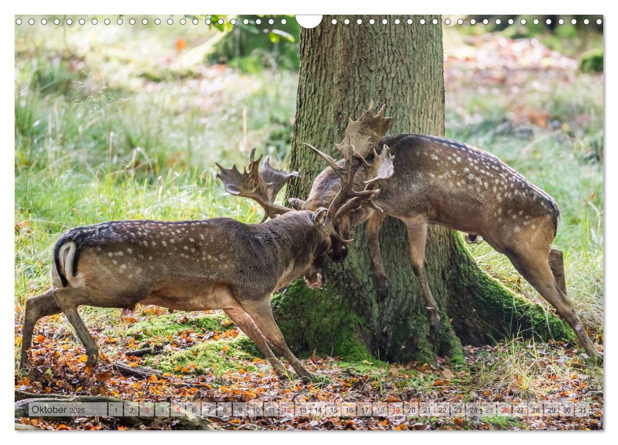 Bild: 9783435597826 | Emotionale Momente: Wild und Jagd. (Wandkalender 2025 DIN A3 quer),...